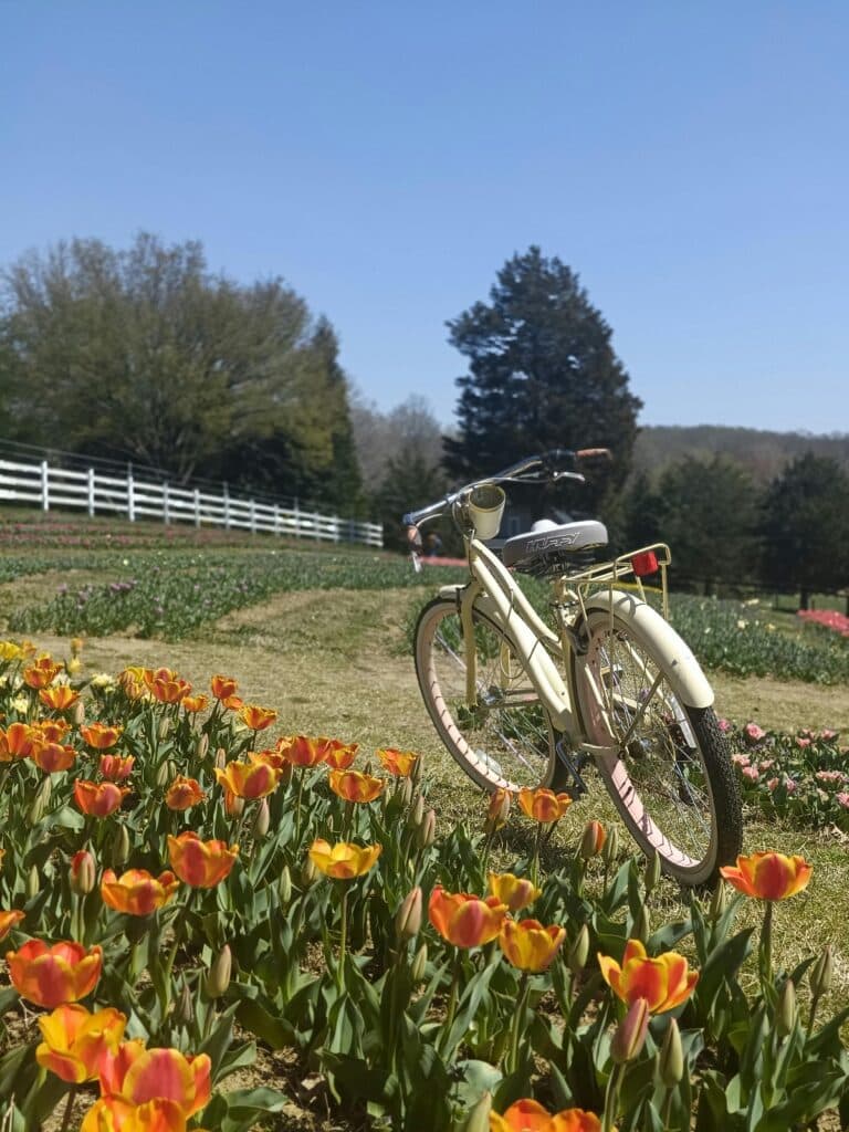 A white bicycle stands amidst a field of orange tulips under a clear blue sky, with trees and a white fence in the background.